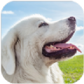 塔特拉牧羊犬模拟器安装手机版