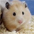 仓鼠影视app最新版本